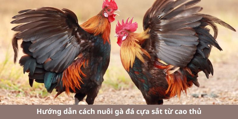 Một số cách nuôi gà đá cựa sắt chuẩn xác từ chuyên gia